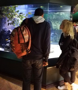 Zwei Personen stehen im Aquazoo vor einem Aquarium und betrachten die Tiere darin.