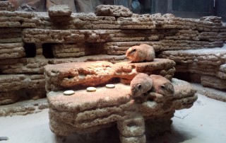Kleine Nagetiere in ihrem Gehege im Aquazoo.