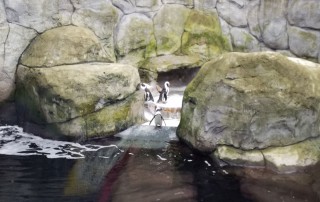 Pinguine in ihrem Gehege im Aquazoo.