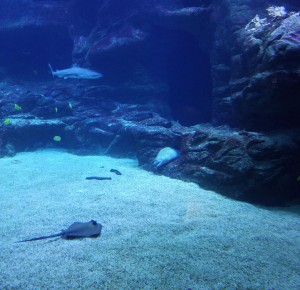 Ein Fisch in einem Aquarium.
