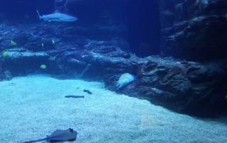 Ein Fisch in einem Aquarium.