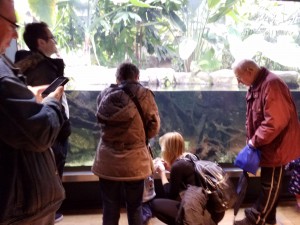 Nutzer der Lebenshilfe Neuss stehen im Aquazoo vor einem Gehege und betrachten die Tiere.