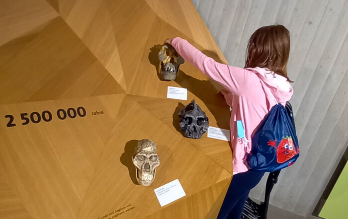 Kind betrachtet Ausstellung über Neandertaler.