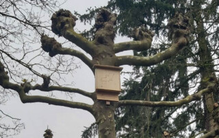 Ein Fledermauskasten hängt an einem Baum.