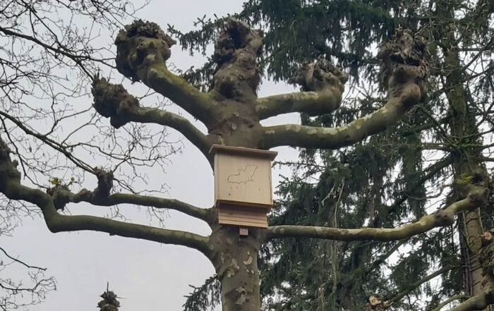 Ein Fledermauskasten hängt an einem Baum.