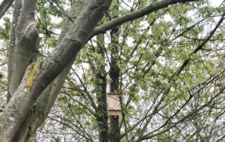 Ein Fledermauskasten hängt an einem Baum.