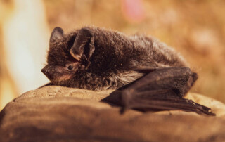 Eine Fledermaus liegt auf einem Stein.