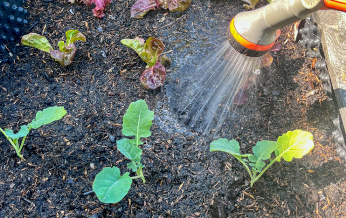 Ein Wasserschlauch gießt das Hochbeet.