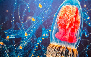 Ein Unterwasserbild.