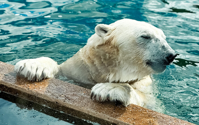 Ein Bild von einem Eisbären im Wasser.