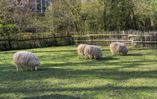 Mehrere Schafe grasen die Weide ab.