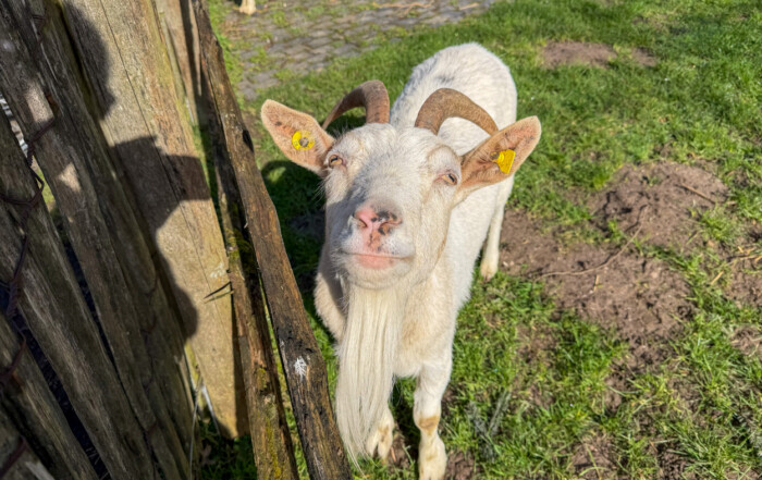 Eine Ziege schaut in die Kamera