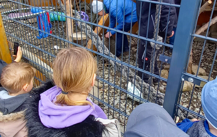 Kinder schauen sich an wie ein Waschbär gefüttert wird.
