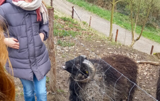 Kinder schauen sich Steinböcke an.