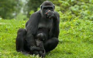 Ein Bild von einer Affen-Mutter und einem Affe-Baby.
