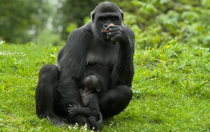 Ein Bild von einer Affen-Mutter und einem Affe-Baby.
