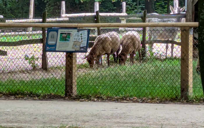 Ein Bild von zwei Schafen