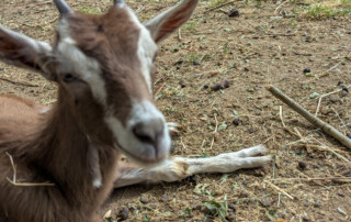 Ein Bild von einer Ziege