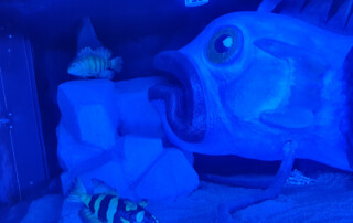 Ein Bild der Unterwasserwelt.