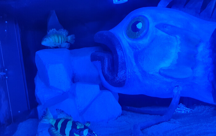 Ein Bild der Unterwasserwelt.