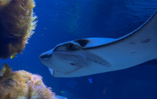 Ein Bild von einem Rochen im Aquarium