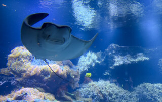 Ein Bild von einem Rochen im Aquarium