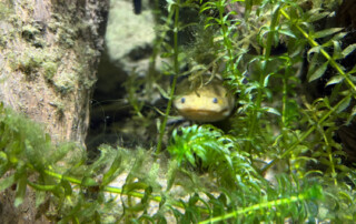 Ein Bild von einem Fisch im Aquarium