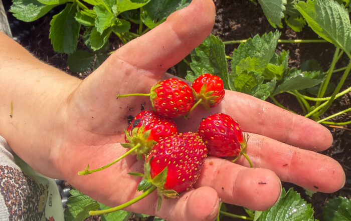 Ein Bild von frisch gepflückten Beeren