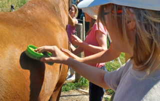 Ein Kind ist das Pferd am striegen.